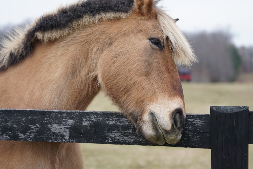 Foto Cavalo marrom na frente da cerca – Imagem de Cinza grátis no Unsplash